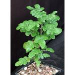 Boswellia sacra 5-inch pots